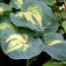 Hosta 'Great Expectations' (Funkia)